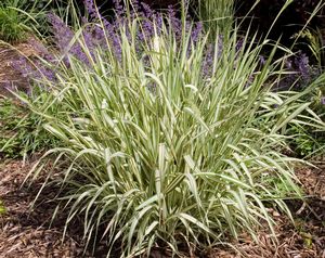 Strawberries and Cream Ribbon Grass, Gardener&