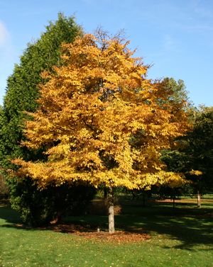 Accolade® Elm