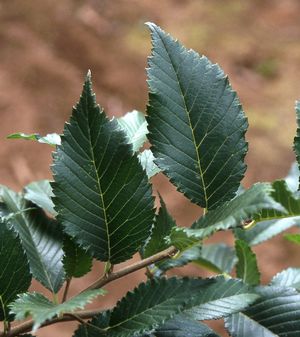 New Horizon Elm