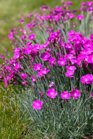 Fire Witch Pinks