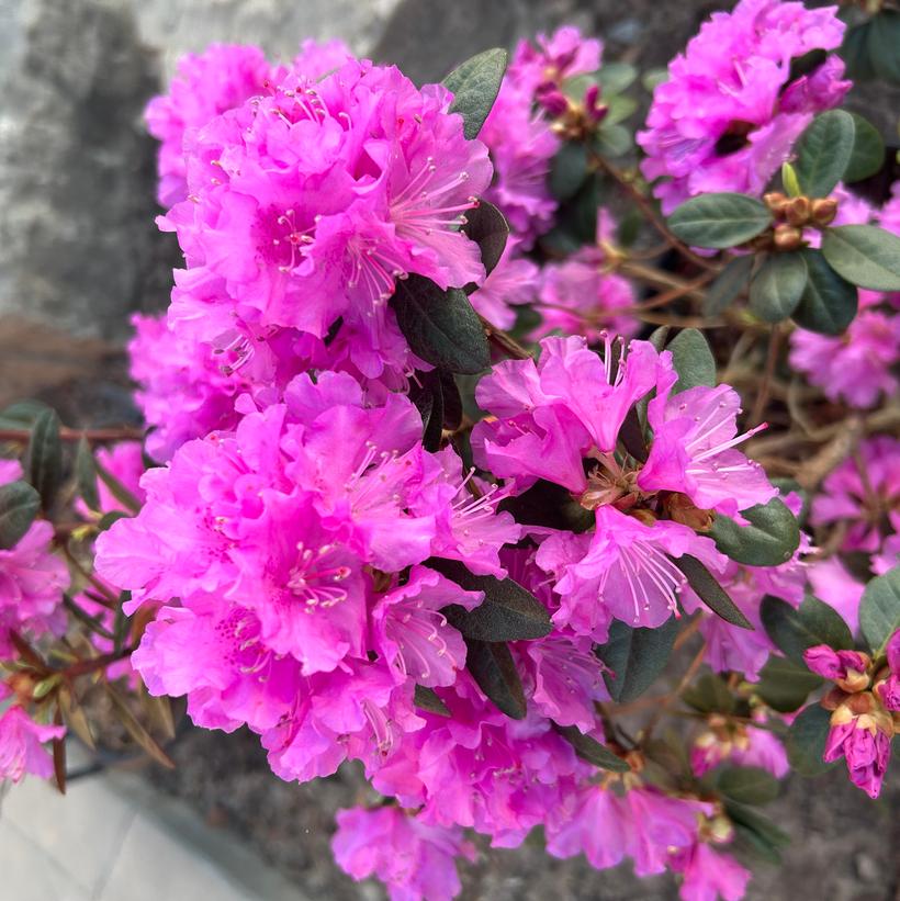 P.J.M. Elite Rhododendron