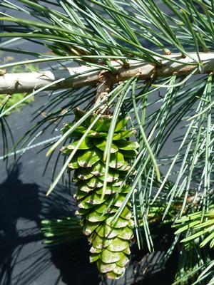 Prostrate Eastern White Pine
