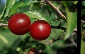 Toka Plum