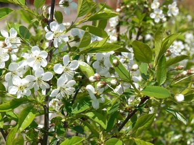 Cupid Cherry