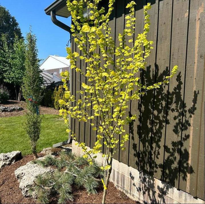 Golden Elm