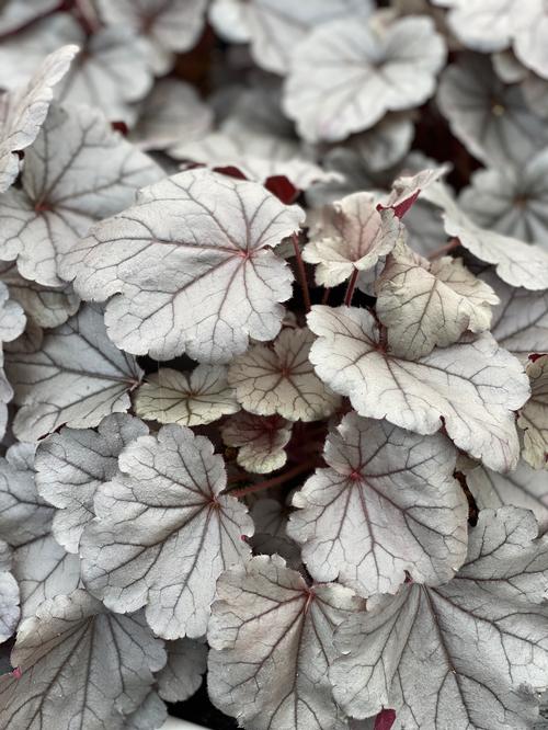 Silverberry Coral Bells