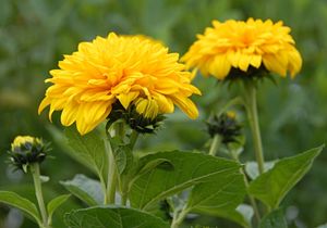 Sunshine Daydream Sunflower