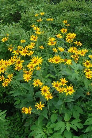 Summer Sun False Sunflower