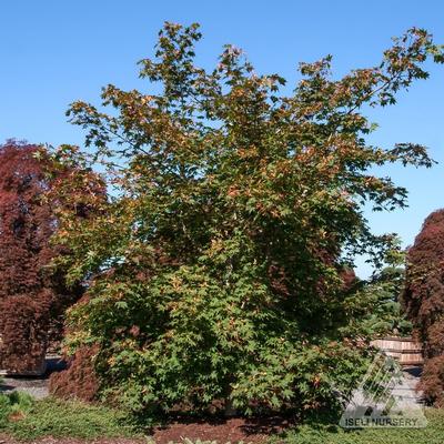 North Wind® Maple