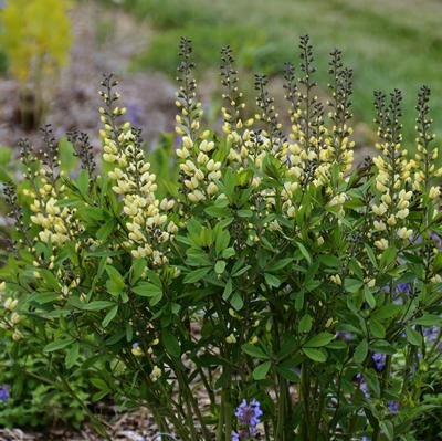 Vanilla Cream False Indigo