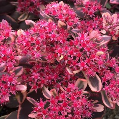 Dream Dazzler Stonecrop