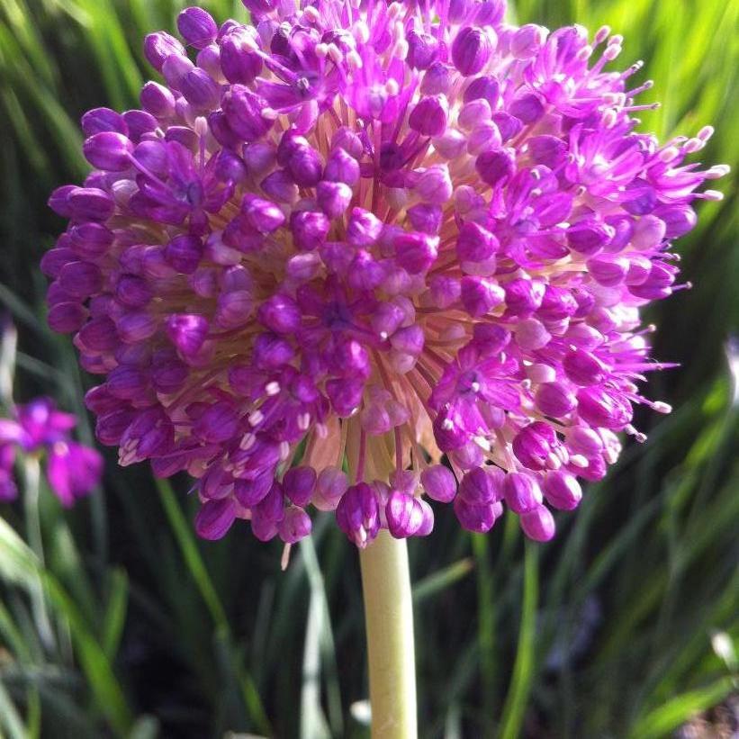 Ornamental Onion