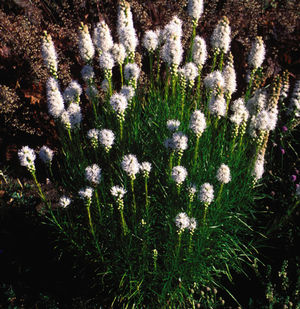 Floristan White Blazing Star, Gayfeather