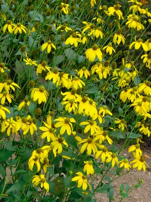 Autumn Sun Cutleaf Coneflower, Tall Coneflower