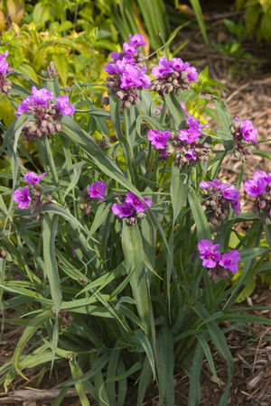 Concord Grape Spiderwort