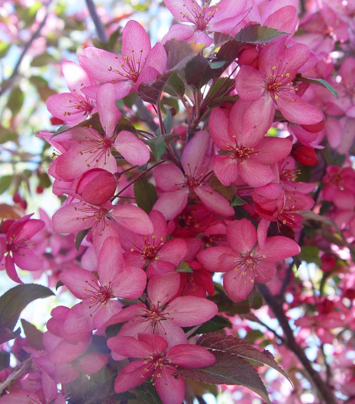 Royal Raindrops® Crabapple