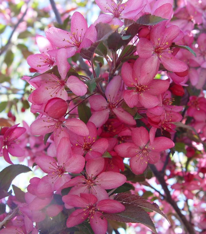 Royal Raindrops® Crabapple