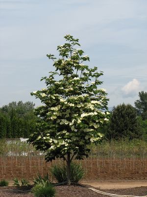 Venus Dogwood