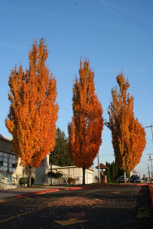 Armstrong Maple