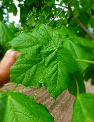 Green Column Maple