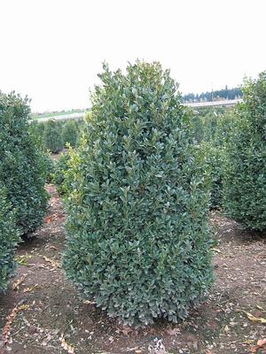 Green Mountain Boxwood