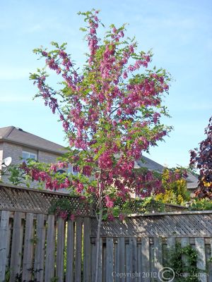 Purple Robe Black Locust