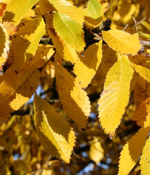 Accolade® Elm