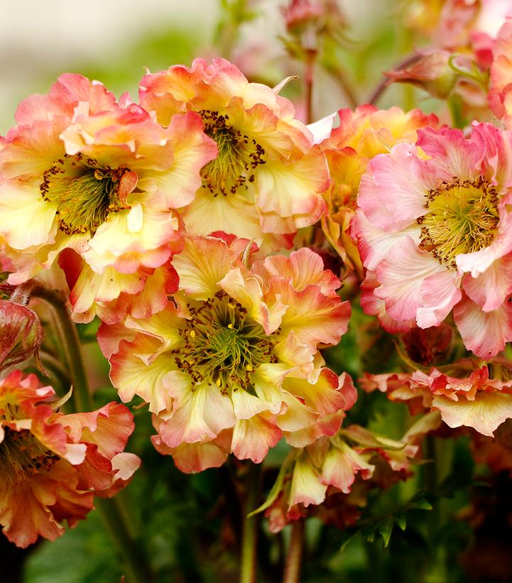 Pretticoats™ Peach Avens