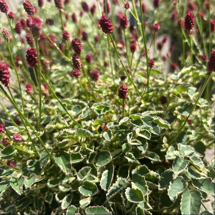 Little Angel Dwarf Burnet