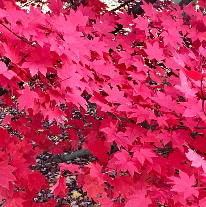 Morning Starburst Maple
