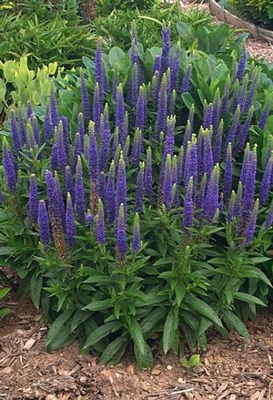 Royal Candles Speedwell