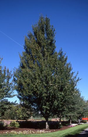 Armstrong Maple