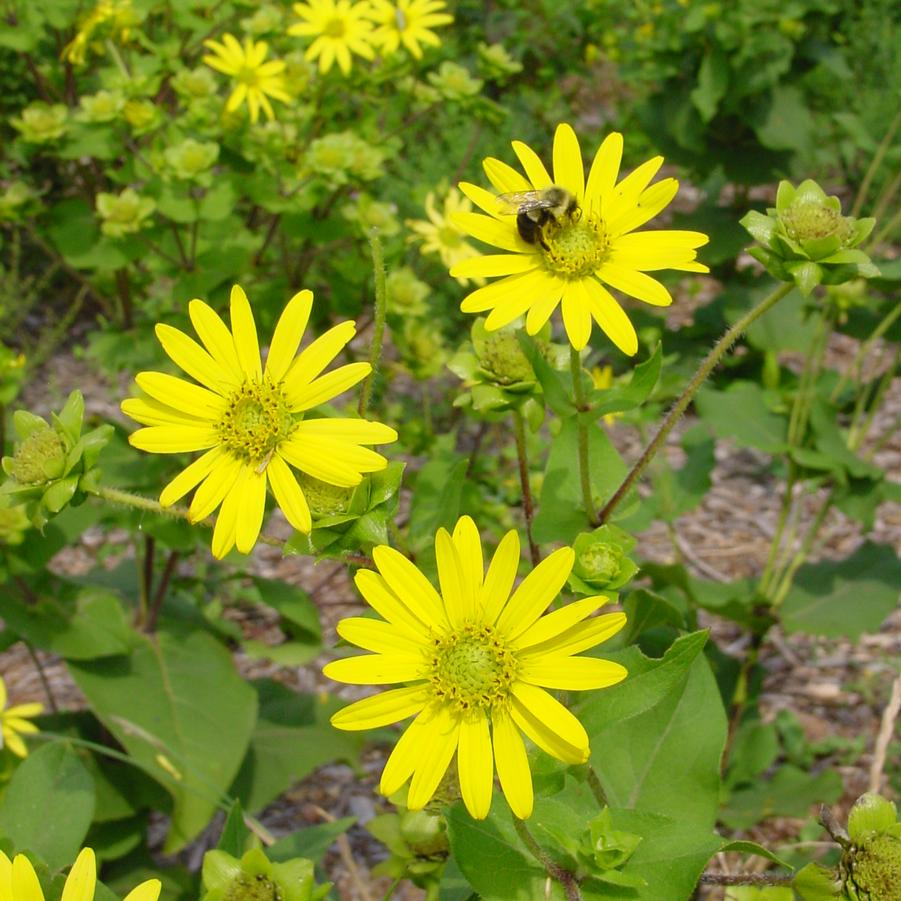 Lemon Queen Sunflower