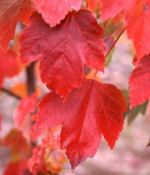 October Glory® Maple