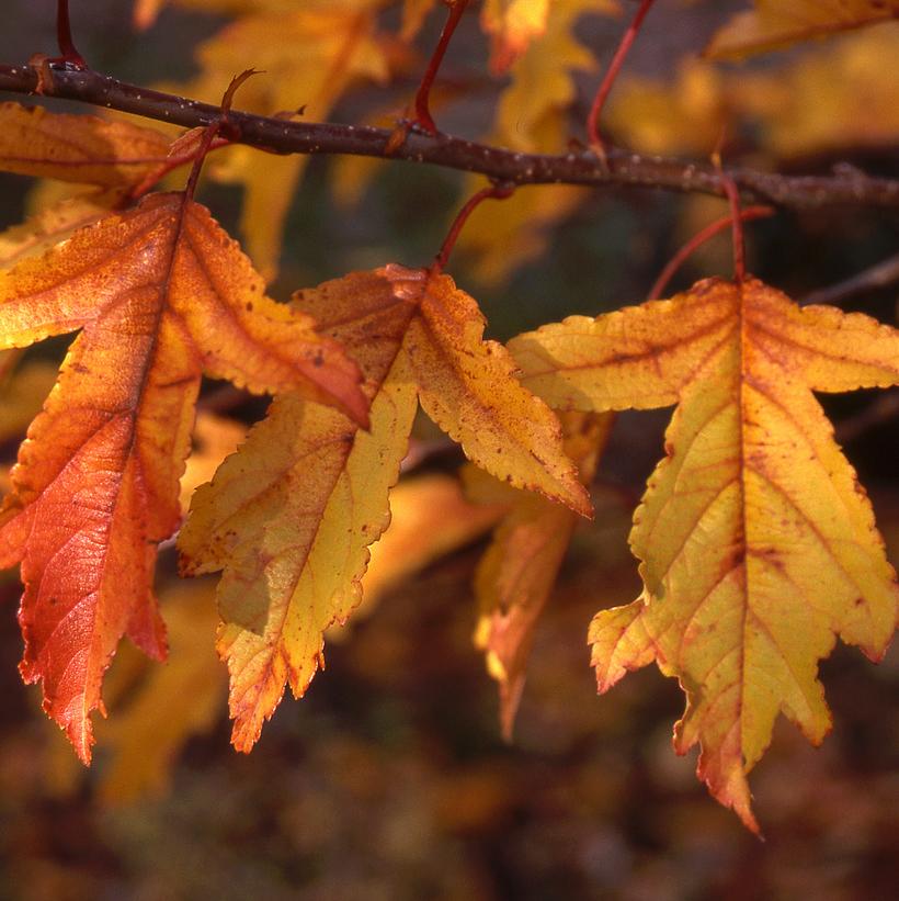 Golden Raindrops® Crabapple