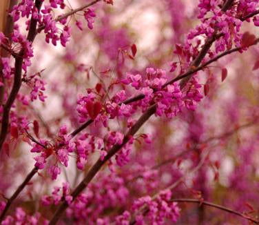Carolina Sweetheart® Redbud