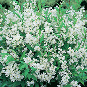 Nikko Deutzia