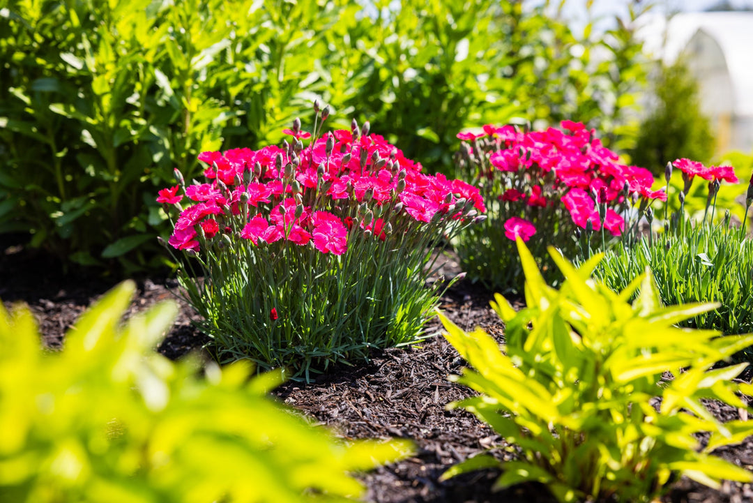 Glamour Time Dianthus