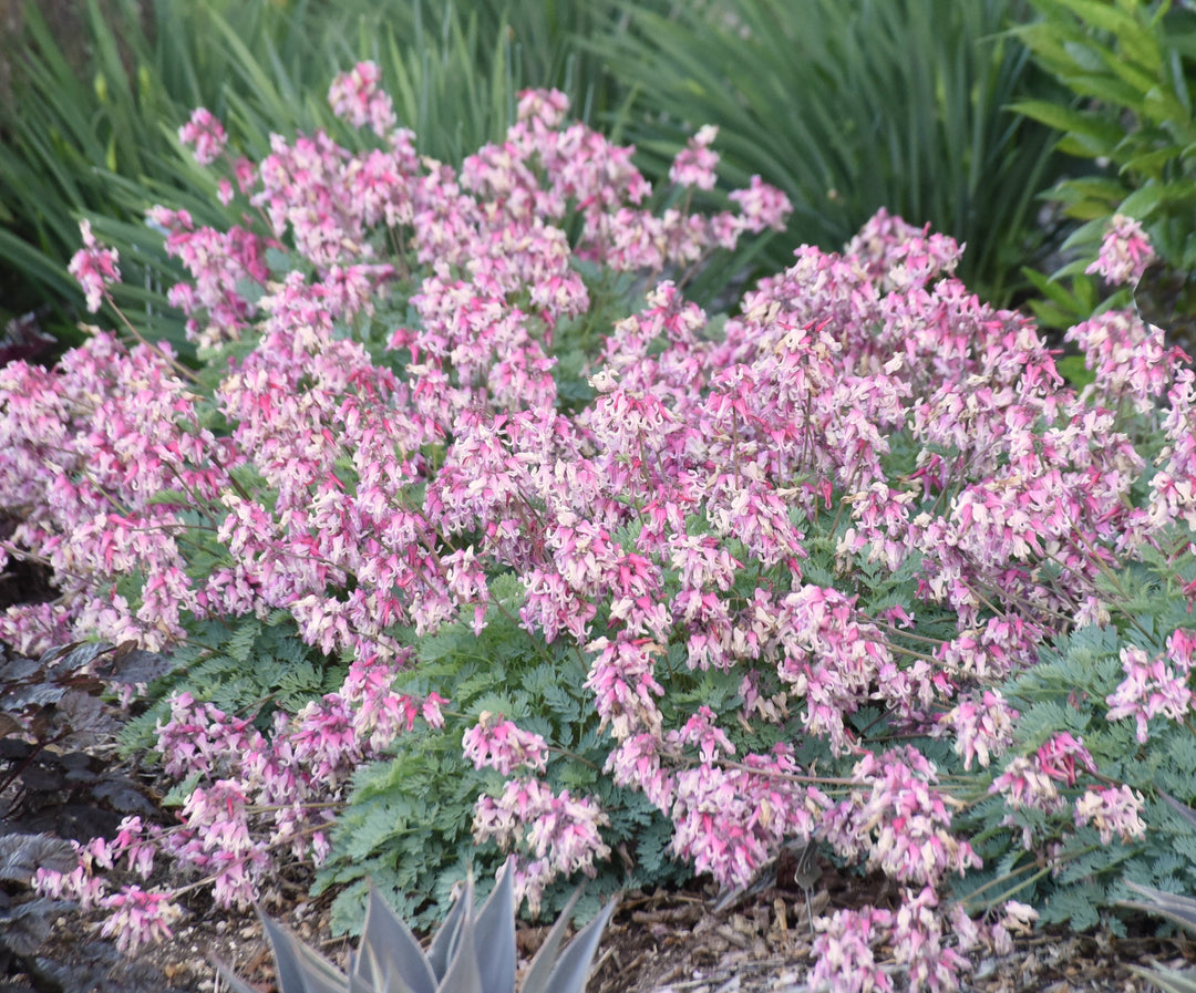 Pink Diamonds Bleeding Heart