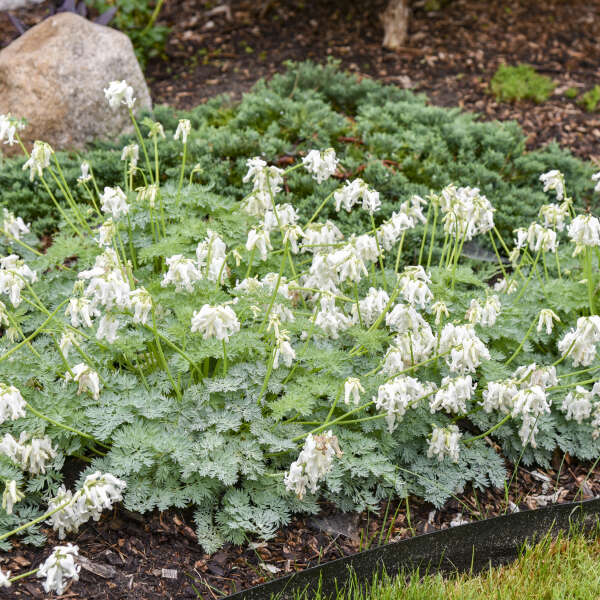 White Diamonds Bleeding Heart