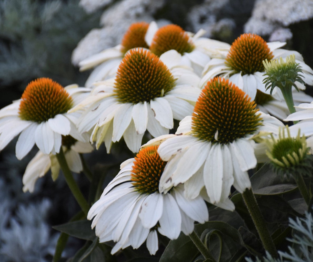 The Price is White Coneflower