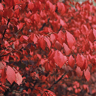 Dwarf Burning Bush