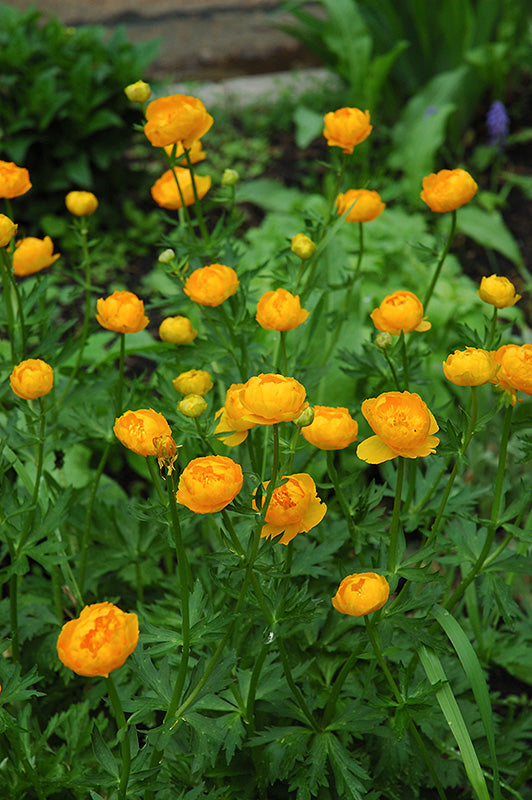 Orange Globe Globeflower