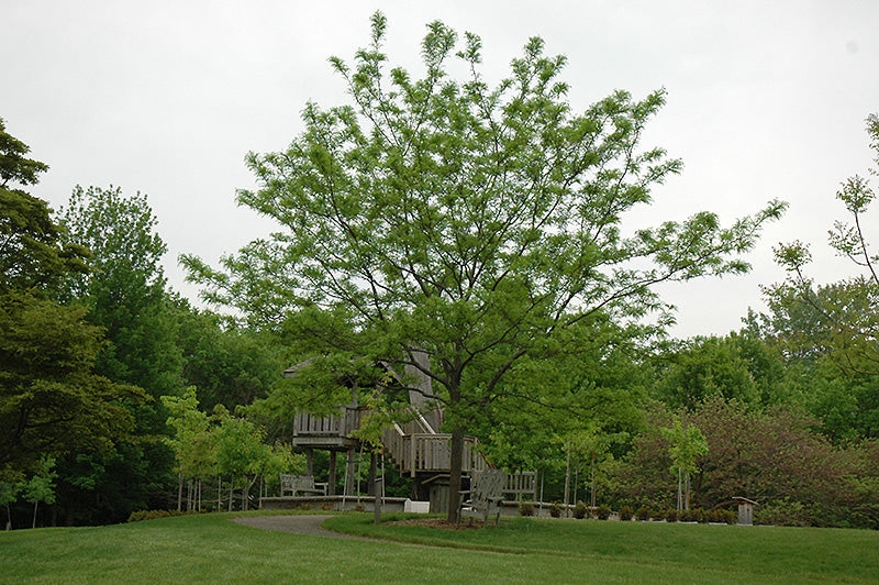 Imperial® Honeylocust