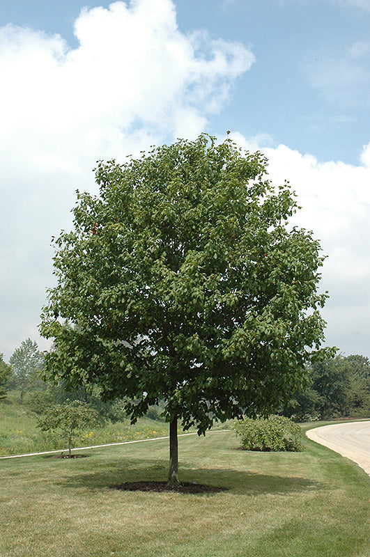 Green Column Maple