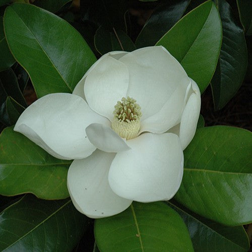 Edith Bogue Magnolia