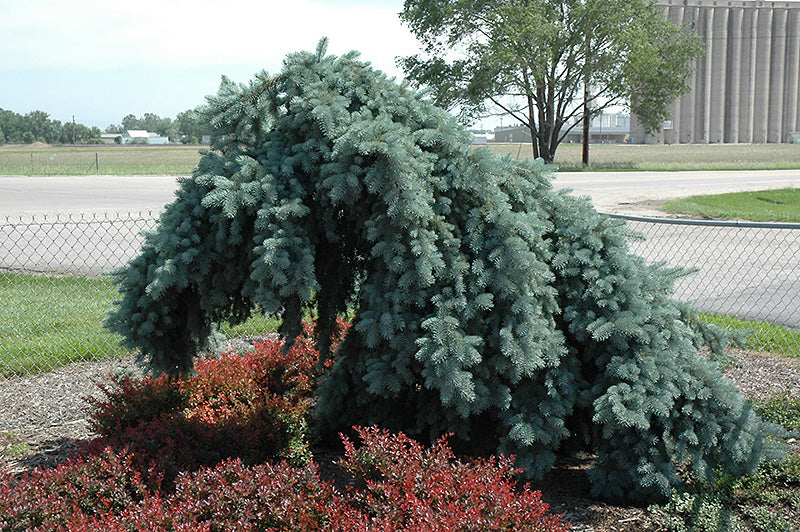 Glauca Pendula Weeping Blue Spruce