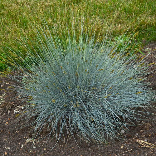 Blue Whiskers Blue Fescue