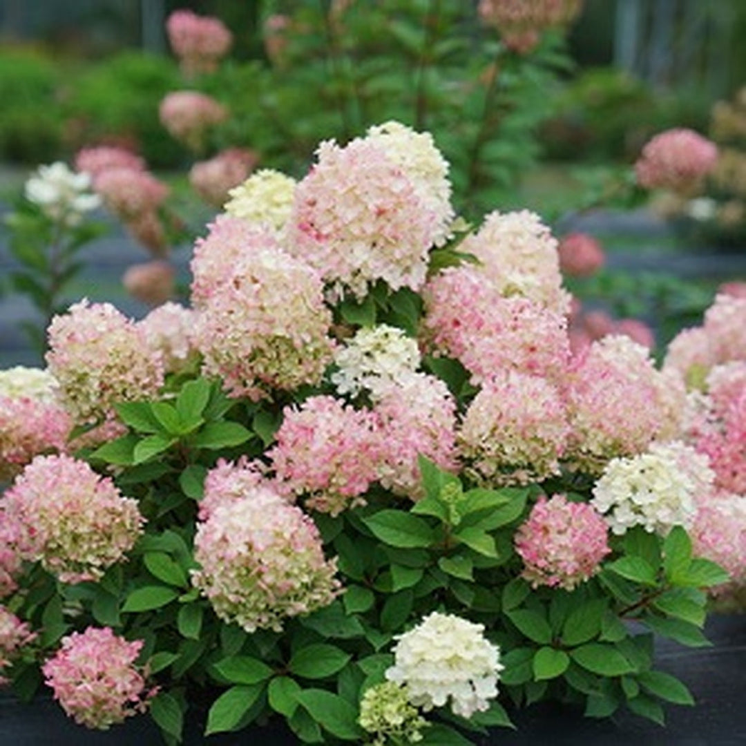 Fire Light Tidbit™ Hydrangea