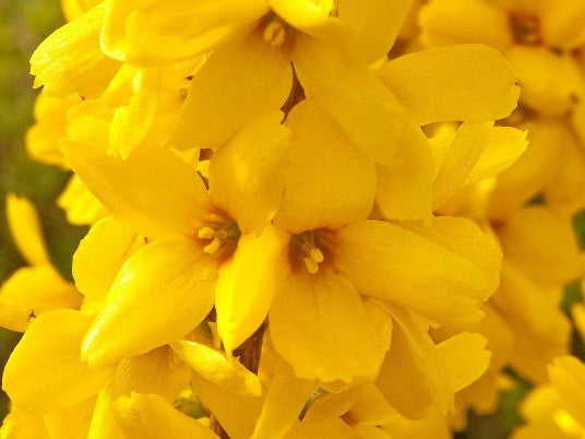 Magical Gold Forsythia